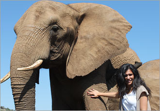 One Day elephant walk experience and aerial cable car ride at Haartebeespoort Dam One Day elephant walk experience and aerial cable car ride at Haartebeespoort Dam