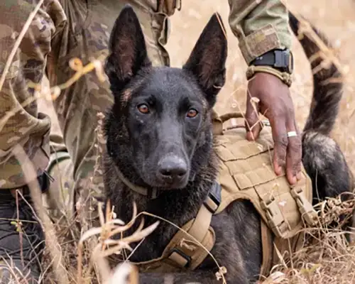 Make a change to the comunity when on a safari