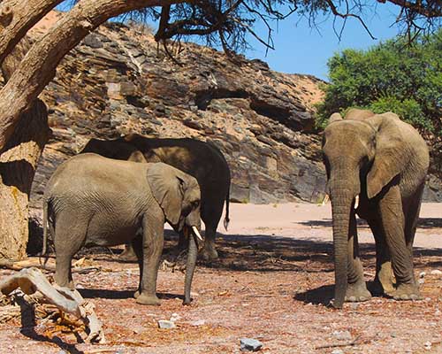 The desert-adapted elephants of Damaraland Damaraland, Namibia—a land of rugged beauty, desert-adapted wildlife, ancient rock art