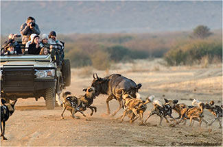 Sustainable Safari In South Africa