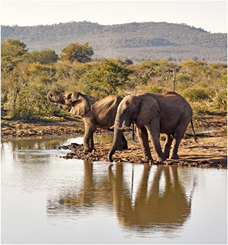 Luxury Game Lodge Okavango Botswana