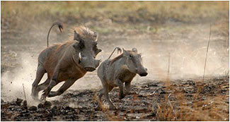 Safari In South Africa